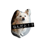 我が家の愛犬、ピンキー。時々ぴょんこ（個別スタンプ：1）