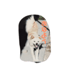 我が家の愛犬、ピンキー。時々ぴょんこ（個別スタンプ：3）