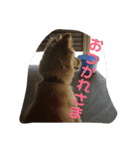 我が家の愛犬、ピンキー。時々ぴょんこ（個別スタンプ：4）
