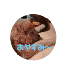 我が家の愛犬、ピンキー。時々ぴょんこ（個別スタンプ：5）
