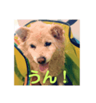 我が家の愛犬、ピンキー。時々ぴょんこ（個別スタンプ：6）