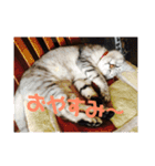 我が家の愛犬、ピンキー。時々ぴょんこ（個別スタンプ：7）