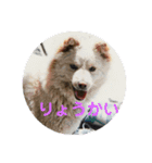 我が家の愛犬、ピンキー。時々ぴょんこ（個別スタンプ：8）