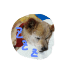 我が家の愛犬、ピンキー。時々ぴょんこ（個別スタンプ：9）