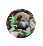 我が家の愛犬、ピンキー。時々ぴょんこ（個別スタンプ：10）