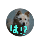 我が家の愛犬、ピンキー。時々ぴょんこ（個別スタンプ：13）