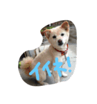 我が家の愛犬、ピンキー。時々ぴょんこ（個別スタンプ：14）