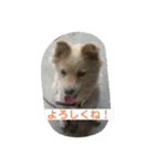我が家の愛犬、ピンキー。時々ぴょんこ（個別スタンプ：15）