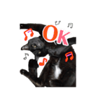 黒猫ゴンにゃ（個別スタンプ：4）
