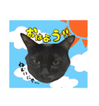 黒猫ゴンにゃ（個別スタンプ：5）