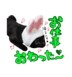 黒猫ゴンにゃ（個別スタンプ：6）