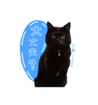 黒猫ゴンにゃ（個別スタンプ：10）