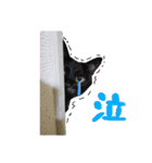 黒猫ゴンにゃ（個別スタンプ：13）