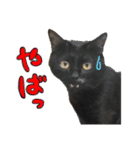 黒猫ゴンにゃ（個別スタンプ：16）