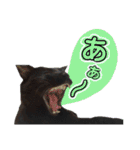 黒猫ゴンにゃ（個別スタンプ：19）
