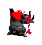 黒猫ゴンにゃ（個別スタンプ：24）