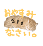 まるまめちゃん（個別スタンプ：11）