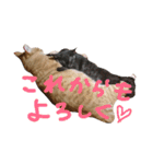 まるまめちゃん（個別スタンプ：13）