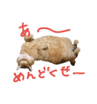 まるまめちゃん（個別スタンプ：14）