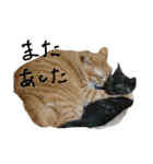 まるまめちゃん（個別スタンプ：24）