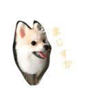 ブレロースタンプ 1♪（個別スタンプ：7）
