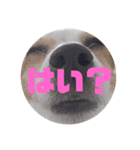 ジャックファミリー2（個別スタンプ：6）