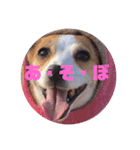ジャックファミリー2（個別スタンプ：8）