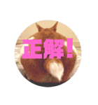ジャックファミリー2（個別スタンプ：12）