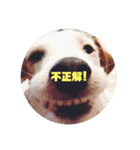 ジャックファミリー2（個別スタンプ：15）