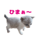 猫のココとナッツ（個別スタンプ：1）