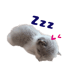 猫のココとナッツ（個別スタンプ：2）