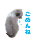 猫のココとナッツ（個別スタンプ：3）
