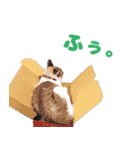 猫のココとナッツ（個別スタンプ：4）