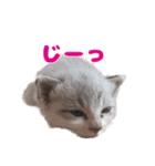 猫のココとナッツ（個別スタンプ：5）
