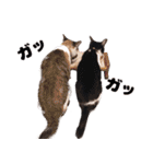 猫のココとナッツ（個別スタンプ：7）