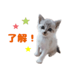 猫のココとナッツ（個別スタンプ：8）