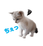 猫のココとナッツ（個別スタンプ：9）