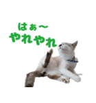 猫のココとナッツ（個別スタンプ：10）