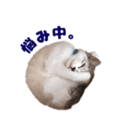 猫のココとナッツ（個別スタンプ：11）