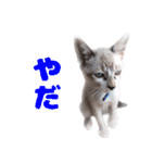 猫のココとナッツ（個別スタンプ：12）