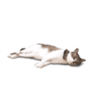 猫のココとナッツ（個別スタンプ：13）