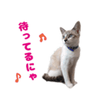 猫のココとナッツ（個別スタンプ：15）