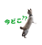猫のココとナッツ（個別スタンプ：16）