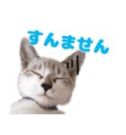 猫のココとナッツ（個別スタンプ：17）