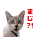 猫のココとナッツ（個別スタンプ：18）
