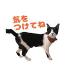猫のココとナッツ（個別スタンプ：19）