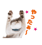 猫のココとナッツ（個別スタンプ：20）