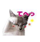 猫のココとナッツ（個別スタンプ：21）