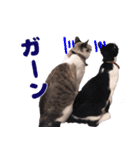 猫のココとナッツ（個別スタンプ：22）