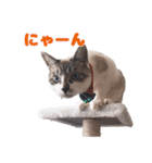 猫のココとナッツ（個別スタンプ：23）